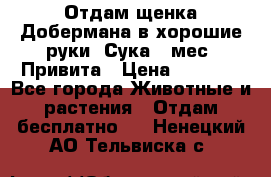 Отдам щенка Добермана в хорошие руки. Сука 5 мес. Привита › Цена ­ 5 000 - Все города Животные и растения » Отдам бесплатно   . Ненецкий АО,Тельвиска с.